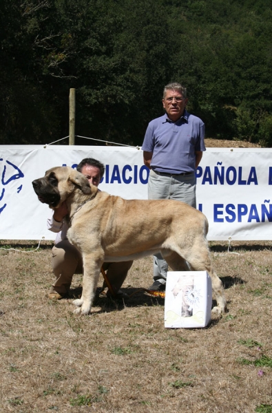 Sansón - EXC 1, Best Male, BIS - Champion Class Males - Cervera de Pisuerga, Palencia, 12.08.2006
Keywords: 2006 baolamadera