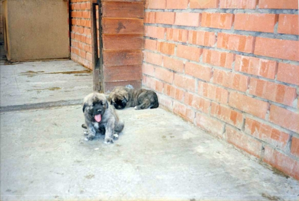 Photo by Gunther de Meyer from the "el Rellenado" kennel 
Sent by 'Suskewitz'
Keywords: puppy cachorro
