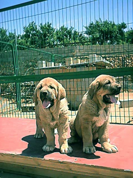 Viky & Violeta de Jusiante
(Drake de Montes del Pardo x Ch. Alba de Jusiante)  

Keywords: jusiante puppyspain puppy cachorro