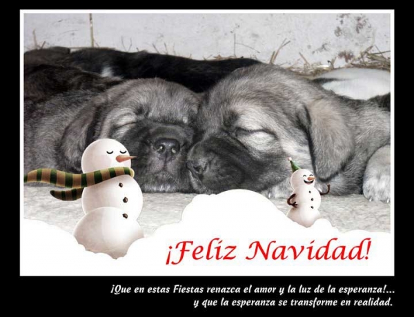 Merry Christmas and Happy New Year from Zeno de Fonte Xunquera, Spain
Keywords: Xunquera,