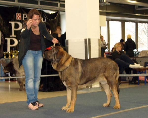 Muscular La Estrella: EXC. 1, Best female , EST CAC, BOB - Intermediate Class Females, International Dog Show, Tallinn, 13-14.02.2009
(Dragon Beark Cerny Levhart x Zuzozonzo Zufolodezanzara)
Born: 04.07.2007
Keywords: 2009