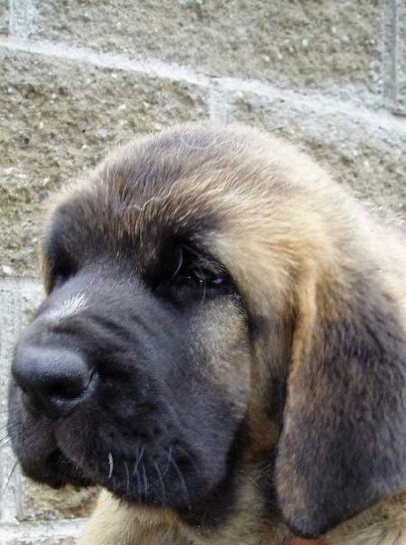 Eynnie z Kraje Sokolu - 8 weeks old
(Enamorado Ernesto Mastibe x Aylen z Kraje Sokolu)  

Keywords: puppyczech puppy cachorro sokolu