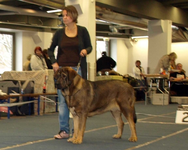 Muscular La Estrella: EXC. 1, Best female , EST CAC, BOB - Intermediate Class Females, International Dog Show, Tallinn, 13-14.02.2009
(Dragon Beark Cerny Levhart x Zuzozonzo Zufolodezanzara)
Born: 04.07.2007
Keywords: 2009