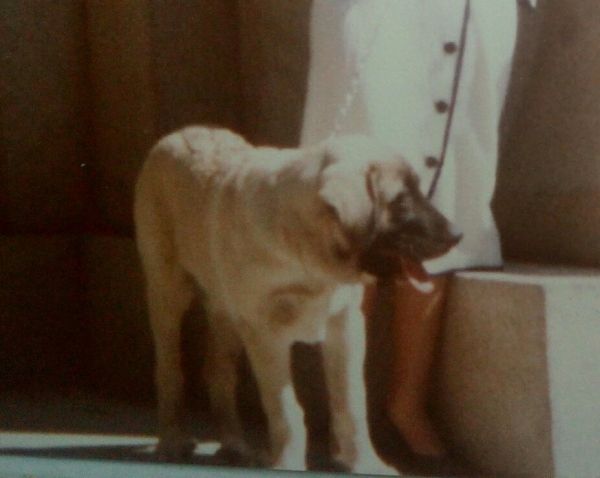 Agosto 1981 Cachorro hijo de mastines transhumantes de Leon
Keywords: 1981