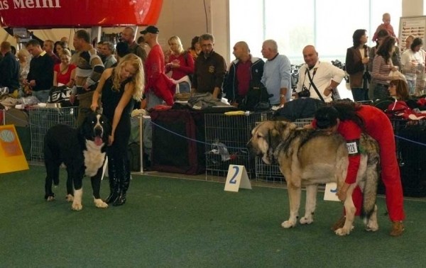 Ares spod Okruhlej Vinice: exc 1, CAC (Champion Class Males)  & Motley House Urfin Lucky Joy ? - World Dog Show 2009, Bratislava  
