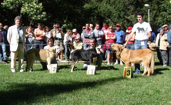 Ring Puppy Class Males - Clase Cachorros Machos - Barrios de Luna 09.09.2007
2. Tornado Erben
1. Los Zumbos
3. ?
Keywords: 2007