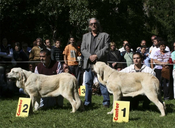  2. Best Puppy (female) & 1. Best Puppy (male) - Barrios de Luna 14.09.2008 
Keywords: 2008