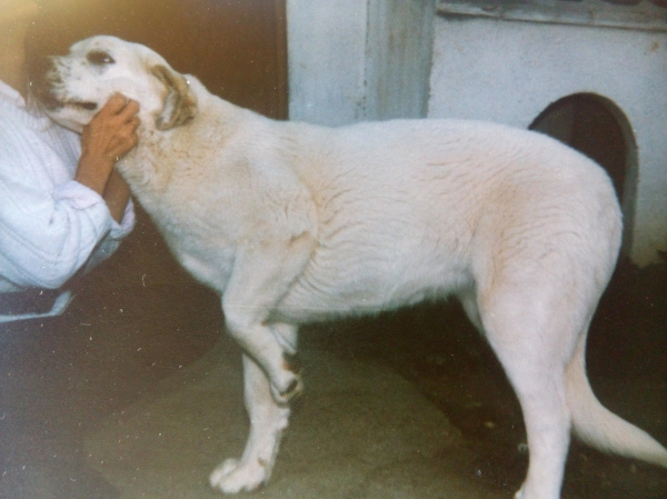 Blanquita cachorra de cuatro meses - Año 1985
Criador y propietario Pepe Peluca.
Línea Manuel Díaz Navarro El Aviador

Keywords: 1985
