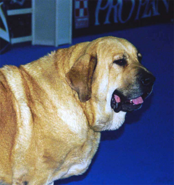XXV International Dog Show, Madrid - 15/16.11.1997
Keywords: 1997