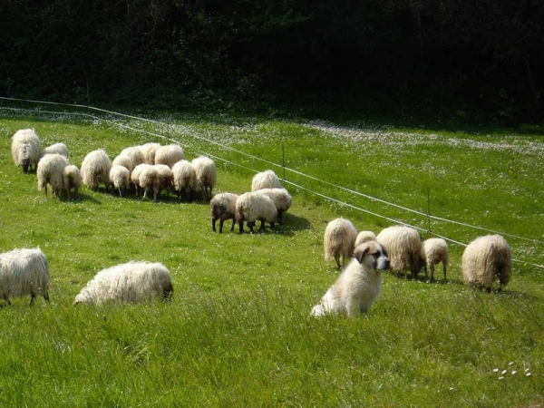 Mastin puppy with sheep in Cantabria, Spain
Photo: César Piris, (Torreanaz)
Keywords: flock ganadero