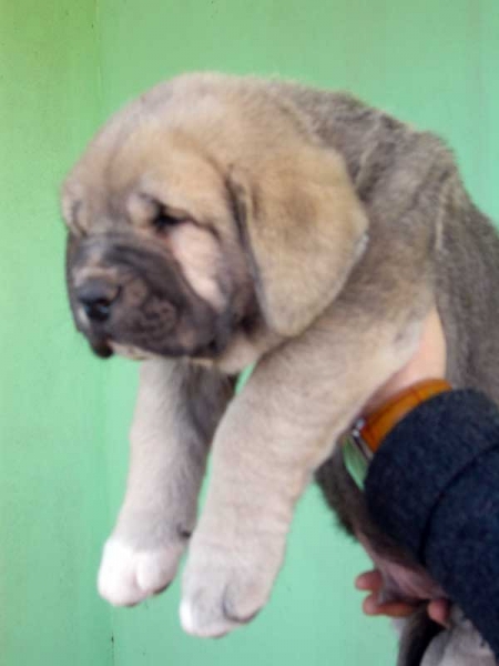 Puppy 40 days old
(Zagal de Laciana x Trufa de Trashumancia) 
Born: 31.10.2005  

Keywords: puppyspain puppy cachorro