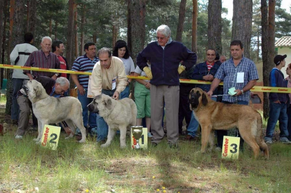 2: Chico de Autocan, 1. Bardo de la Salombra, Best Puppy & 3. Trueno - Puppy Class Males - Clase Cachorros Machos, Camposagrado, León, 10.06.2007
Keywords: 2007