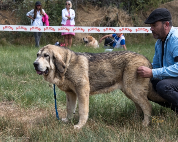 Pilar de Serylu: MB2 Clase cachorro hembra, Fresno del Camino, León, Spain 11.08.2019
Keywords: 2019