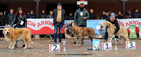 2. Bettona, 1. Nonia de los Zumbos, 3. Esla - Clase cachorros hembras -  Mansilla de las Mulas, Spain 10.11.2019
