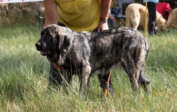 Seda de Gustamores: MB2 Clase muy cachorro hembra, Fresno del Camino, León, Spain 11.08.2019 
Keywords: gustamores 2019
