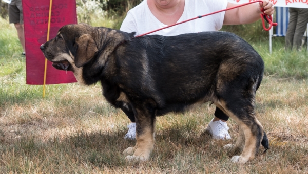 Tizon de Villasule: MB1 Clase muy cachorro macho, Fresno del Camino, León, Spain 11.08.2019
Keywords: 2019