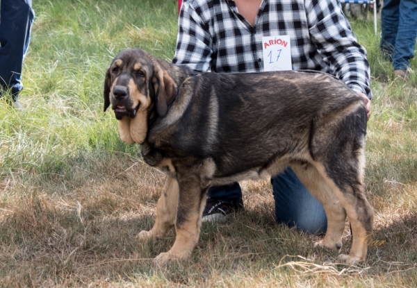 Ringo de Villasule - Clase muy cachorro macho, Fresno del Camino, León, Spain 11.08.2019
Keywords: 2019