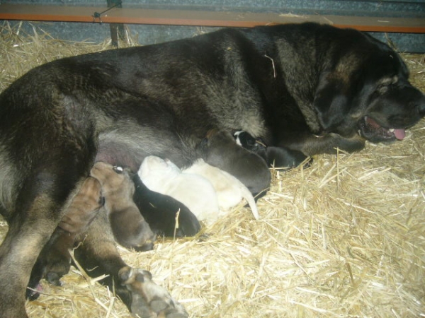 Cora de Torreanaz - with her puppies born 01.10.2007
Keywords: folgueras