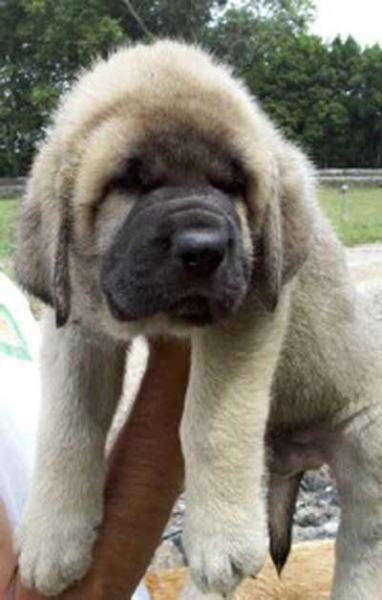 Puppy from Torreanaz
(Llanero de Ablanera x Tina de Babia)  
Born: 01-07-2004  
Keywords: puppyspain puppy cachorro