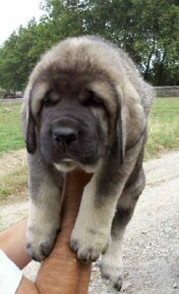 Puppy from Torreanaz
(Llanero de Ablanera x Tina de Babia)  
Born: 01-07-2004  

 

Keywords: puppyspain puppy cachorro