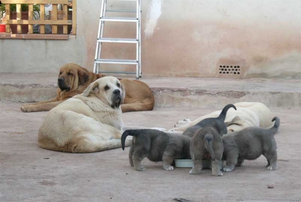 Zagal de Laciana, Trufa de Trashumancia and their puppies born 31.10.2005
Keywords: puppy cachorro