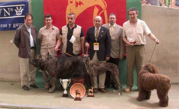 Tita de Los Zumbos, BIS - Final Spanish Breeds - Archidona, Málaga - 29-05-2005
(Nuño x Luchana de Los Zumbos)
Born: 20-10-2001
Breeder & owner: Mario Alonso 
 

Keywords: 2005