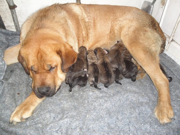 Frida (Yasmin Tornado Erben) and her puppies born 07.10.2012
Puppies from: (Bathin Tornado Erben X Yasmin Tornado Erben)
Born: 07.10.2012. 6 males and 3 females. 
Keywords: freke