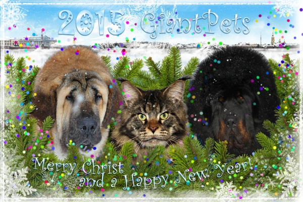 Merry Christmas & Happy New Year 2015 from Giant Pets, Russia
Trefwoorden: xmas