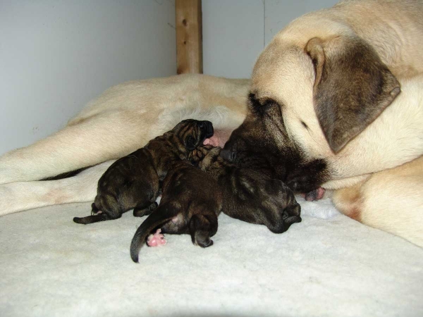 Gina Tornado Erben and her puppies born 03.09.2008
Father of puppies: Baskervil Mastibe


Keywords: malm tempelkrogen