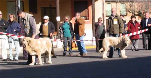 Puppy Class Males - Mansilla de las Mulas, Leon, 07.11. 2004
Keywords: 2004