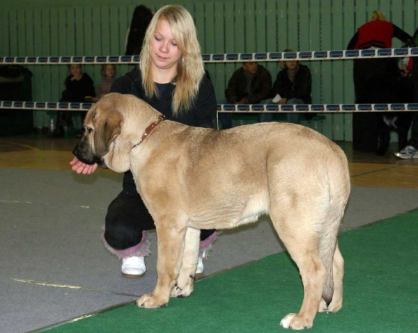 Kally Amena Mastibe in Baby Class: Very Promising 1, PP: Promotion Prize, BOB Baby, Puppy BIS 2! (4-9 months babies and puppies all together). - Latvian Club Dog Show 23.11.2008
(Neron de Laciana x Feya Mastibe)
Born: 08.06.2008 
Keywords: 2008 zarmon