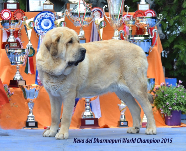 Keva del Dharmapuri - World Champion 2015
Keywords: dharmapuri 2015