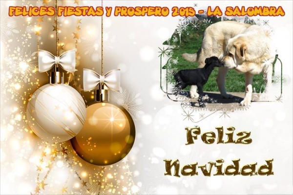 Merry Christmas & Happy New Year 2015 from La Salombra, Spain
Keywords: xmas
