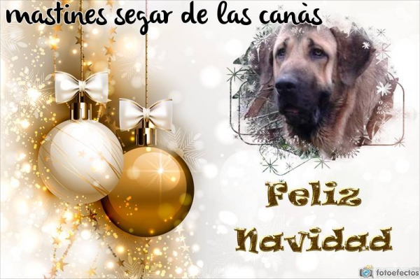 Merry Christmas & Happy New Year 2015 from Segar de la Cañas, Spain 
Keywords: xmas