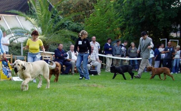 Ramonet - Ring Best Puppy, Club Show of Columella Molosser Club Hungary 23.09.2006
(Ron de Babia x Trufa de Trashumancia)

Breeder: Baltasar Redondo Redondo, owner: Lenka Erbenova
Keywords: 2006