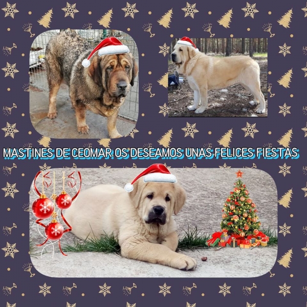 Merry Christmas 2019 from Ceomar
