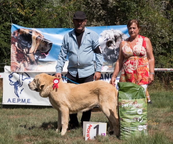 Finales: mejor cachorro macho - Fresno del Camino, León, Spain 11.08.2019
Keywords: 2019