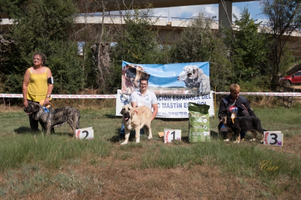 Finales: Muy cachorros hembra - Fresno del Camino, León, Spain 11.08.2019
Keywords: 2019