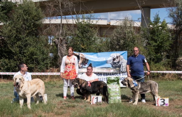 Finales: Mejor muy cachorro macho - Fresno del Camino, León, Spain 11.08.2019
Keywords: 2019
