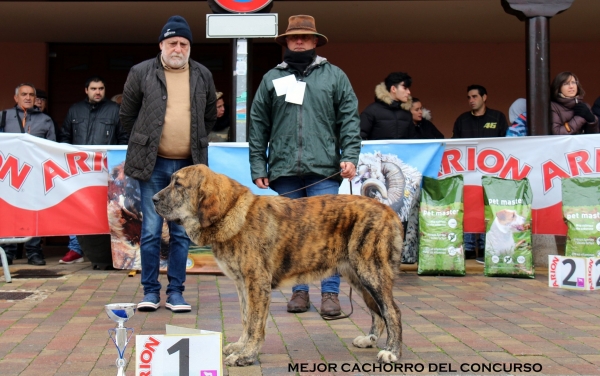Nonia de los Zumbos, mejor cachorro del concurso - Mansilla de las Mulas, Spain 10.11.2019 
Keywords: zumbos