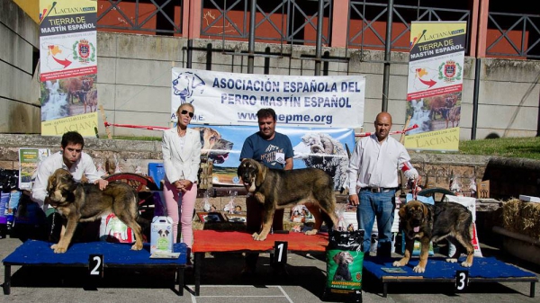 Best Puppy Females - Villablino 01.08.2015
2. India de Tierra de Órbigo
1. Trota de la Rbiza 
3. Bruja I de Filandón 
Keywords: 2015