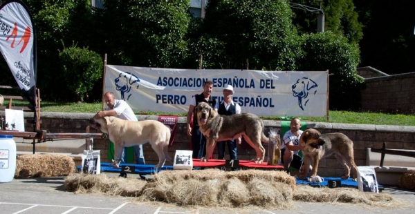 Podio Best Puppy Males - Villablino, León, Spain 03.07.3013
Keywords: 2013