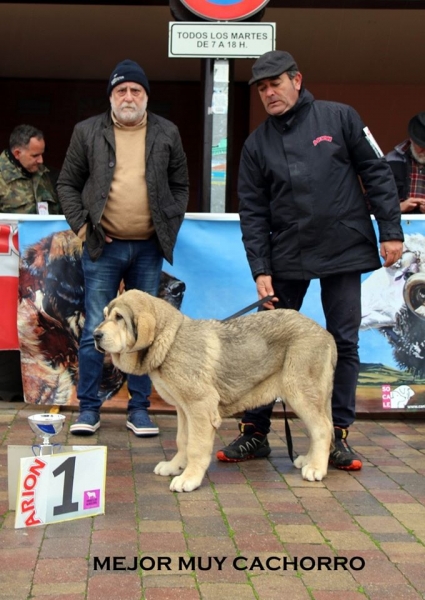 Mejor muy cachorro - Mansilla de las Mulas, Spain 10.11.2019
