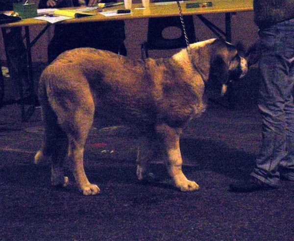 Napoleon Tornado Erben: Promising - Puppy Class Males, International Show Rouen, France - 01-02.12.2007
Keywords: 2007