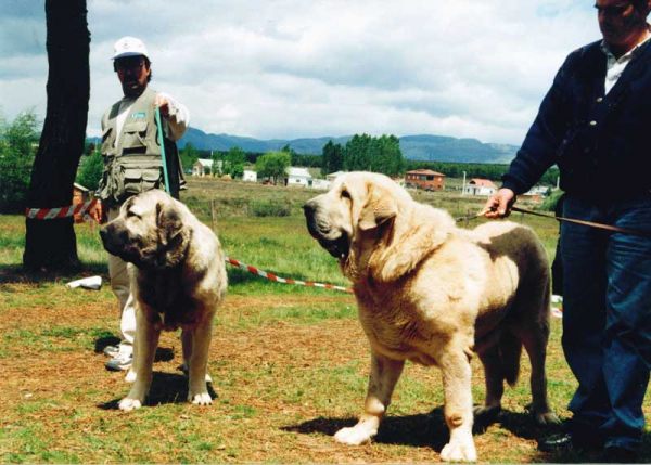 Ulises de Ablanera (Best Puppy) & Nalón de Ablanera - Camposagrado, León 1999
Keywords: 1999
