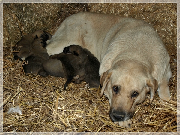 Neska & her puppies born 05.03.2008
Rex x Neska 
05.03.2008 

Keywords: alija