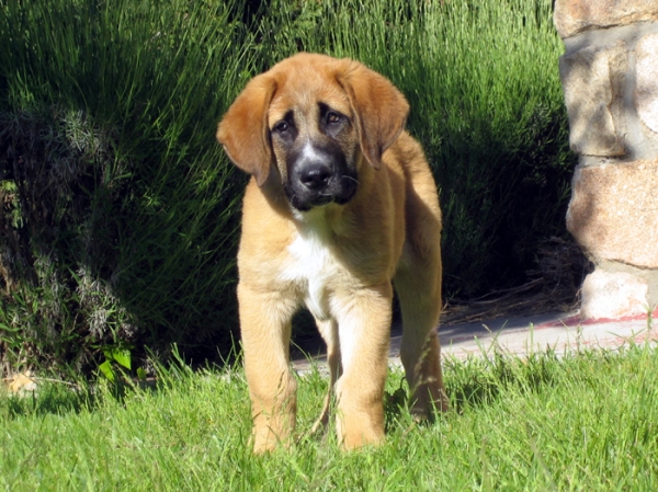Norton - 2 months old
Keywords: puppyspain Ernesto