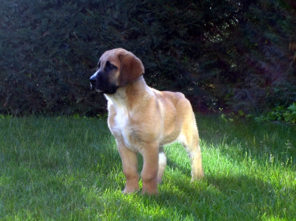 Norton - 2 months old
Keywords: puppyspain Ernesto