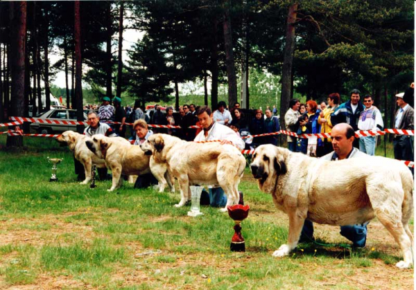 Right to left: 1ª Ambra de Ribayon, 2ª Sombra de Ribayon, 3ª Duquesa de Autocan, 4ª ? - Winners Open Class Females, Camposagrado, León 1999
Keywords: 1999