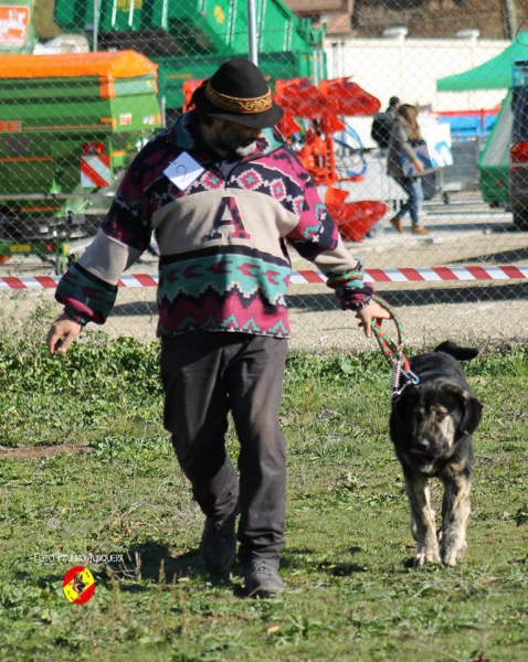 Pendon: 3º puppy class males - Mansilla de las Mulas 09.11.2014
Keywords: 2014